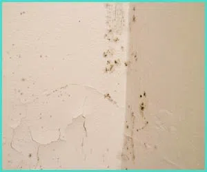 North Miami Beach Restoration Company North Miami Beach, FL 786-352-8235 - mold-side