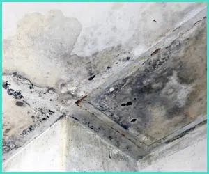 North Miami Beach Restoration Company North Miami Beach, FL 786-352-8235 - water-damage-side